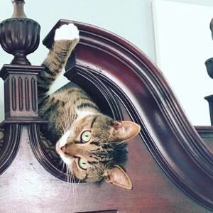 Meet your Posher, Amy